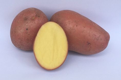 Cartofi producția 2025