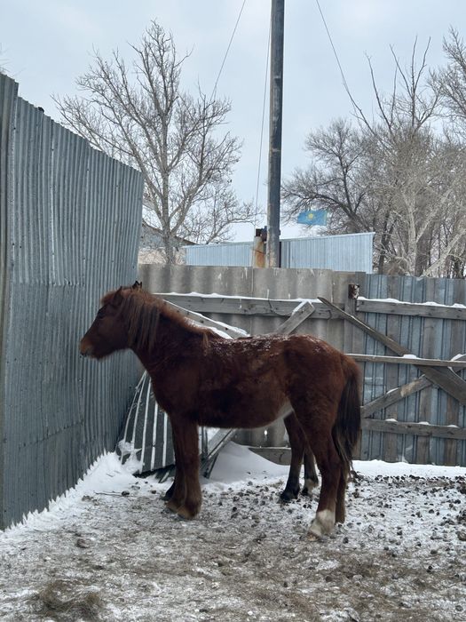 Продаю лошадей.