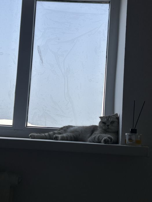 Девочкааа кошка