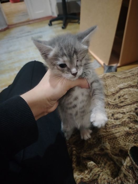 Отдам котят в добрые руки