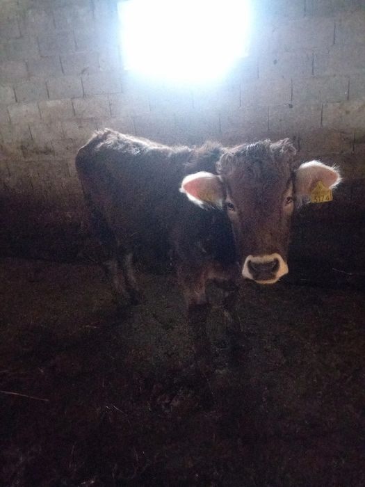 Vând vițea de 11 luni