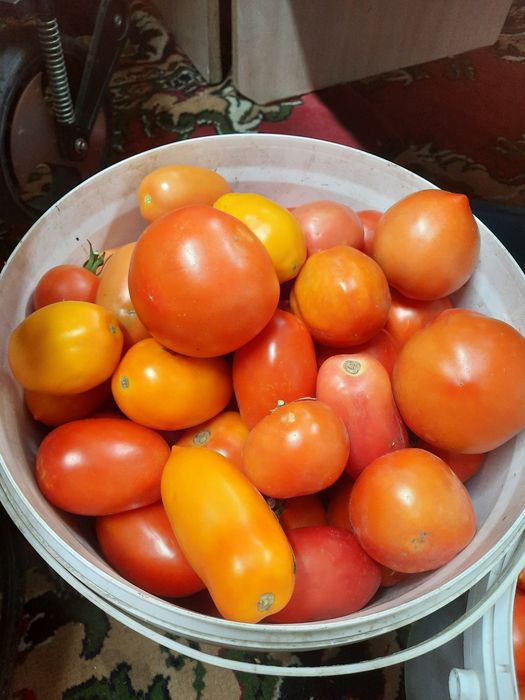Продам домашний помидоры