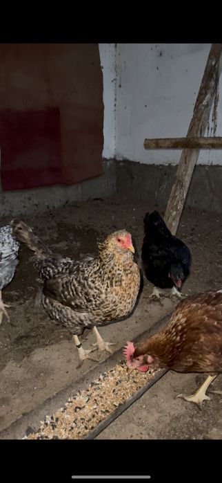 Продаётся Куры и индоутки несутся 5000