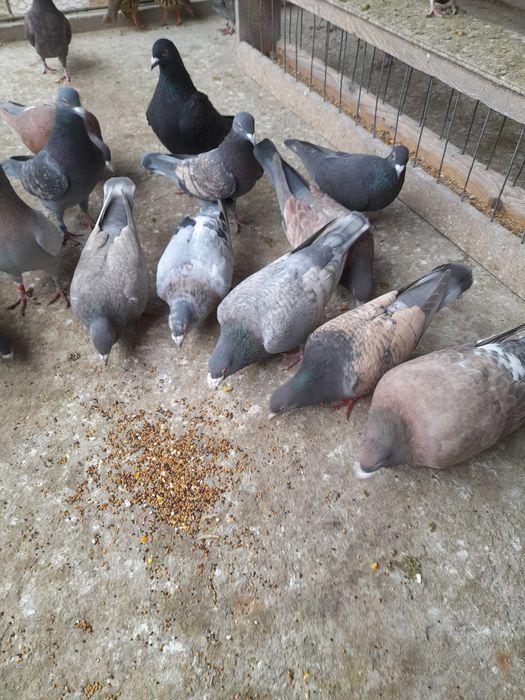 Porumbei voiajori colorați