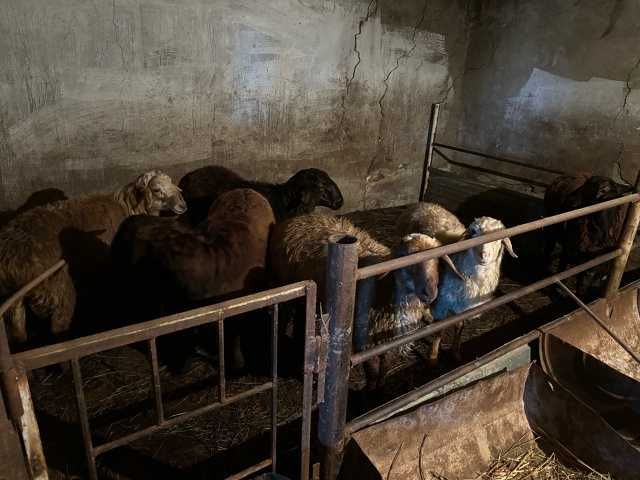 Продам баран токтылар