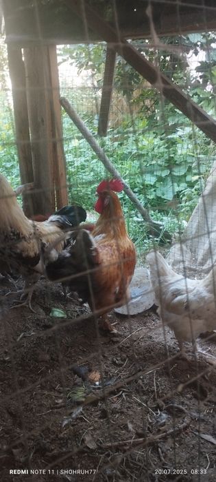 Qizil xuroz sotiladi