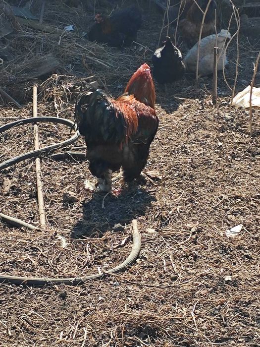 Брама петух модный