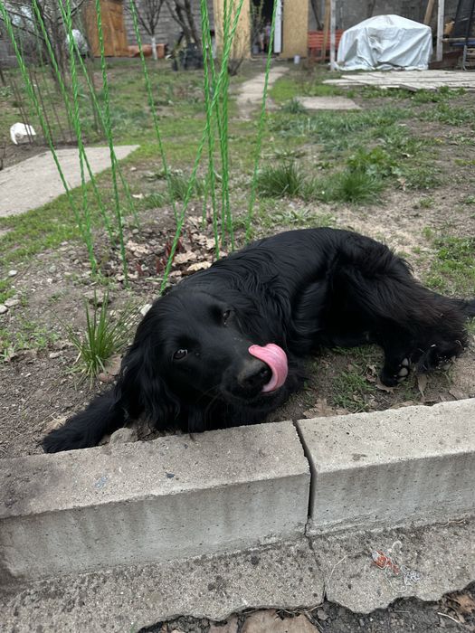 Отдам щенка в добрые руки