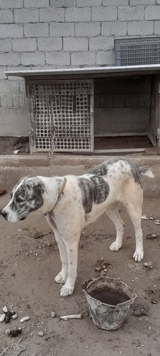 Alabay it yosh urg'ochi