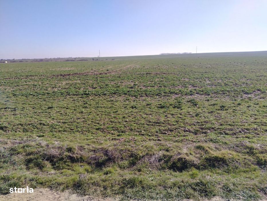 Teren extravilan, Carcea, 988 mp
