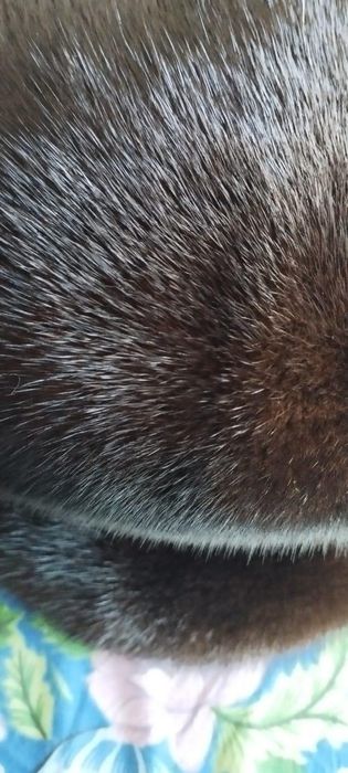 Продам норковую шапку