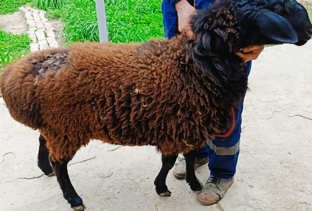 KASHTAN Toza Hisori Surxondaryodan kelgan Gigant Sifat Qochqor sotilad