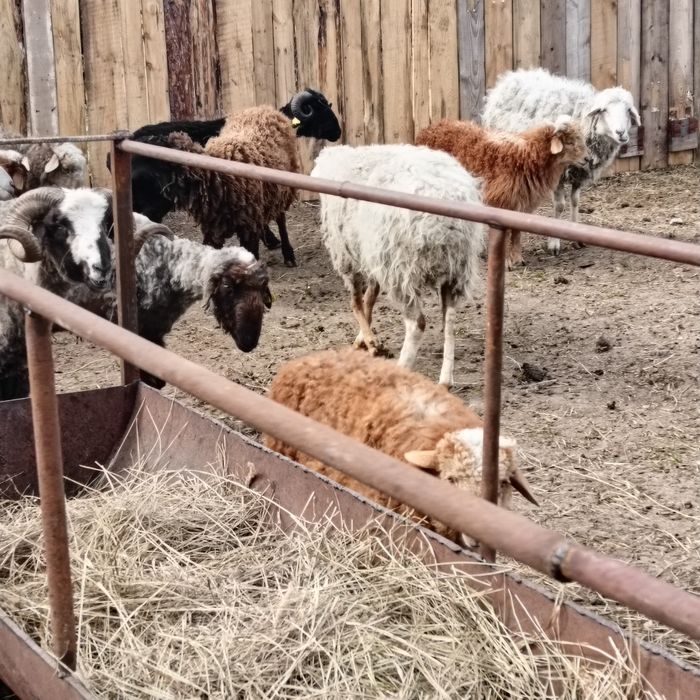 Продам овец 21 голова