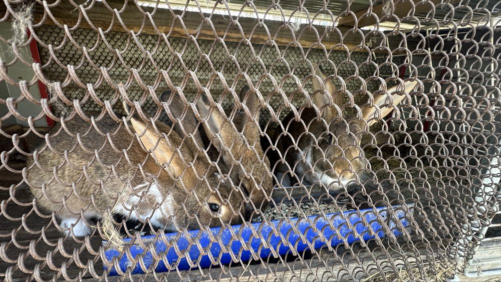 Кролики 5 месяцев