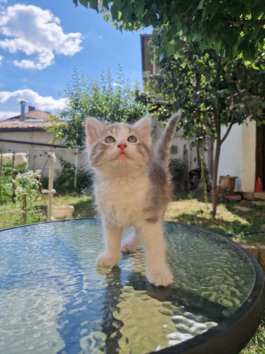 Малко котенце си търси дом