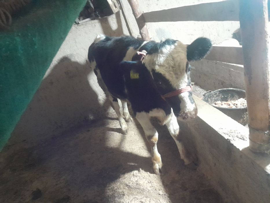 Buqa rossiyskiy paroda.Ferma moli