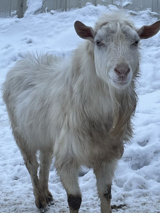 Продам козла заненская. Породистый. Активный. Можно обмен на барана.