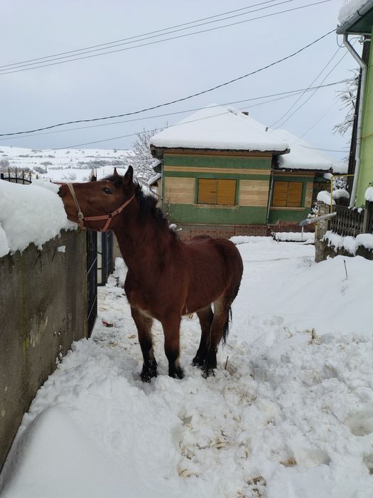 Disponibilila mânza.