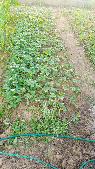 Căpșuni Albion Carrillo Joly