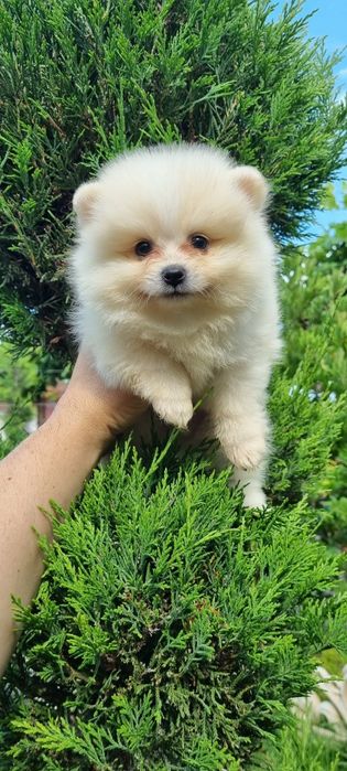 Померан померанче