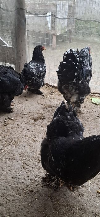 Disponibile ouă și găini din rasa brachma.