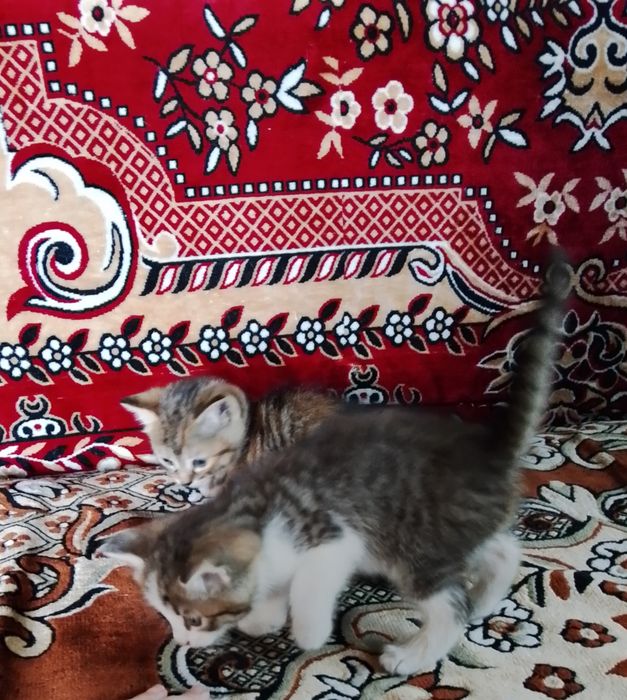 Котята метисы девочка и мальчик писать на вацап