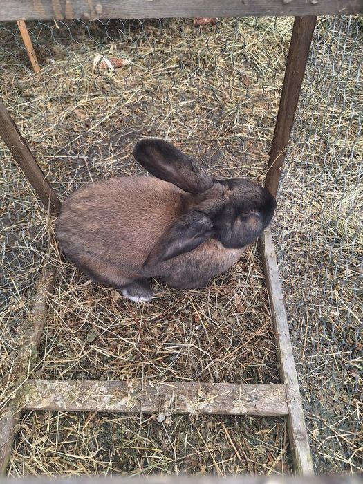 Vand 4 iepuroi 150 lei buc