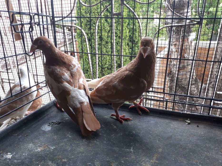 De vânzare porumbei voiajori stil vechi