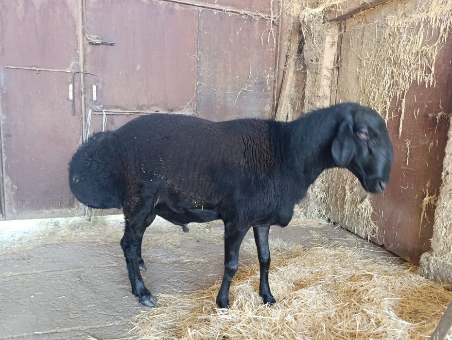 Таза гиссарский кошкар