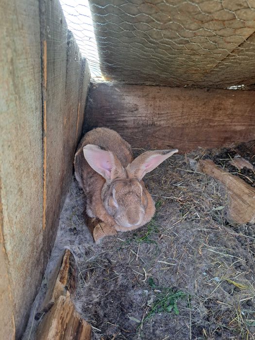 Iepuroi Matca de Rasă Uriaș - Culoare Agouti (Maro-Roșcat)