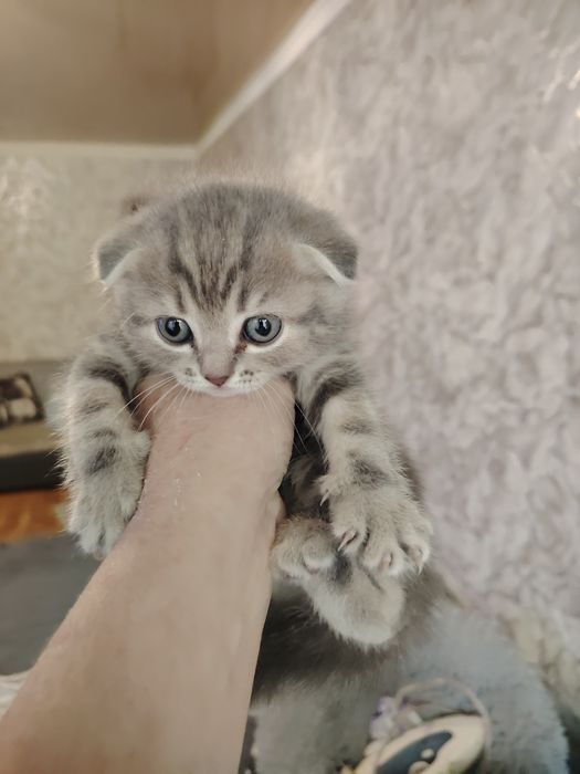 Шотландские фолды