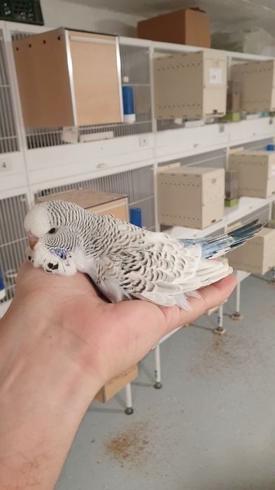 Perusi standard semi-standard si hagoromo pui si adulti