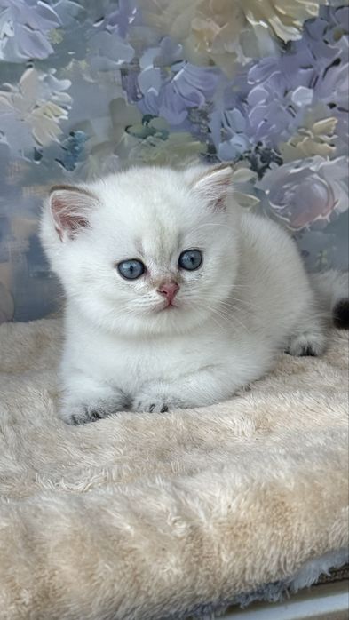 British shorthair - Mascul ( Pedigree de TOP )