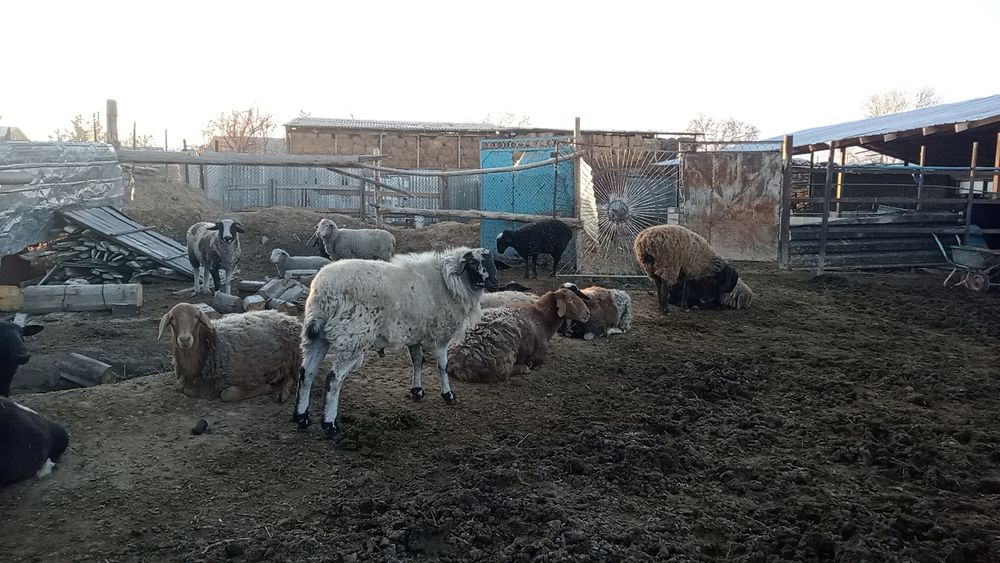 Продам қочқар годавалый