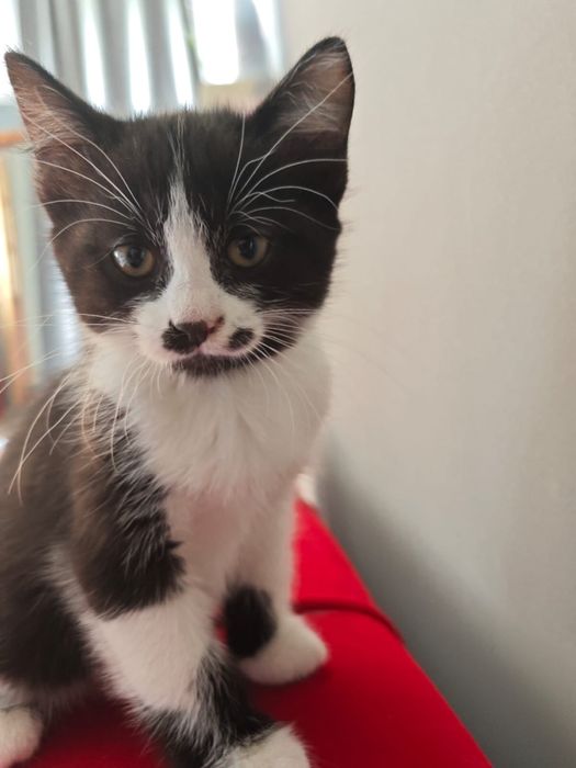 кошка в добрые руки