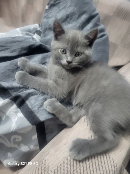 Британский котик