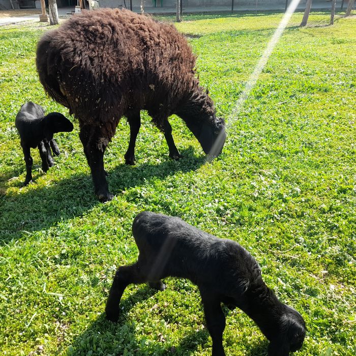 Egzak ona bola sotiladi