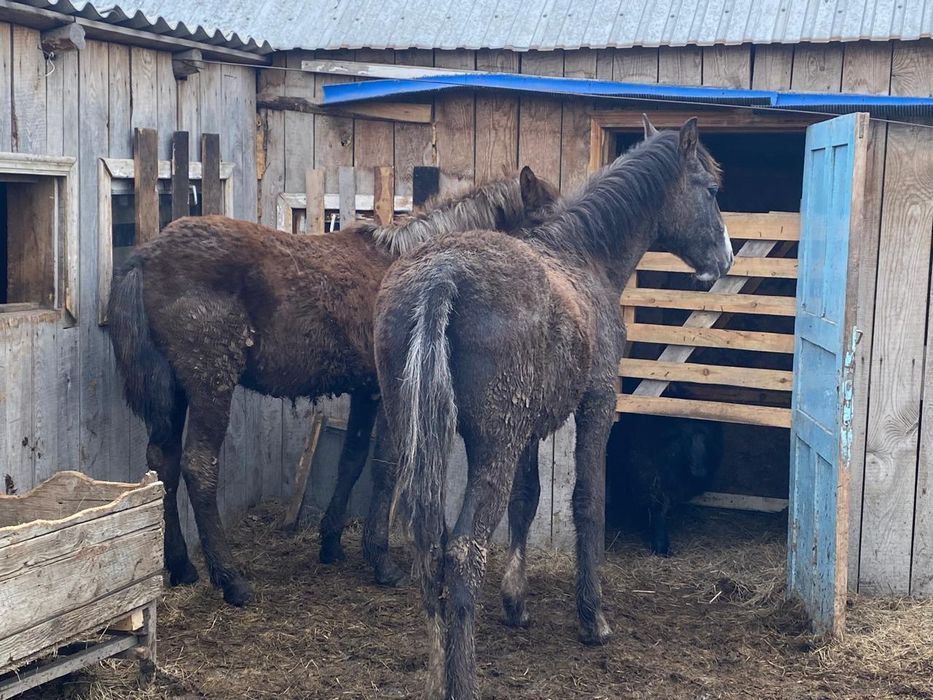Продам 2 жеребчика ( тай )