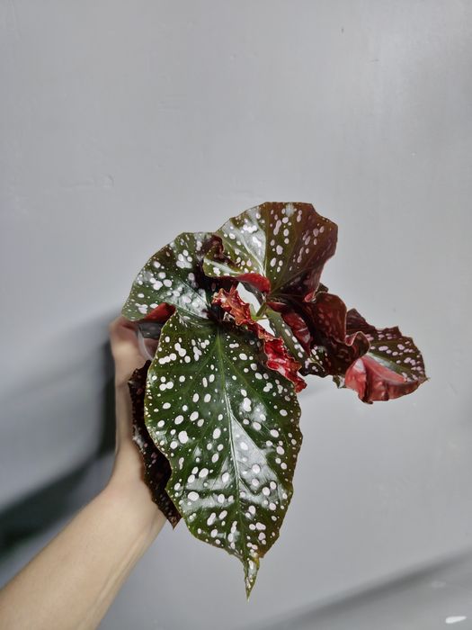 Бегония Краклин Роуз, Дикая Вишня