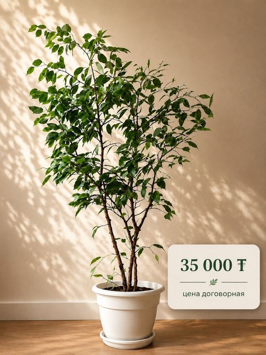 Комнатные цветы Фикус