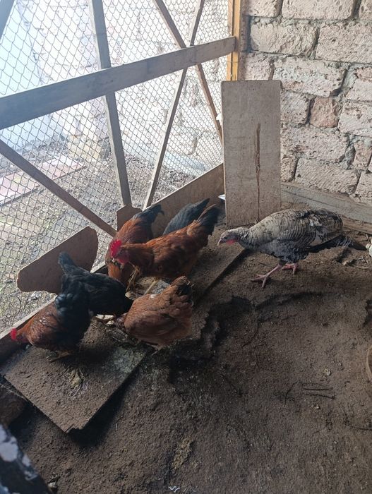 Продам кур и индюка