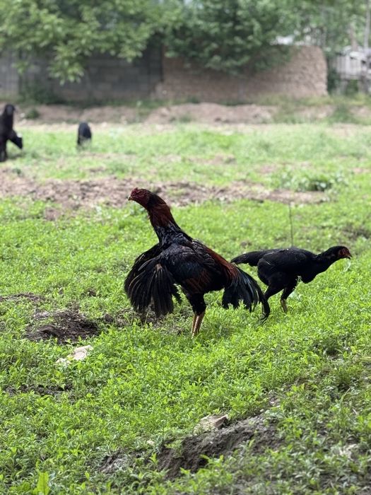 Zotdor dakan tuxumlari