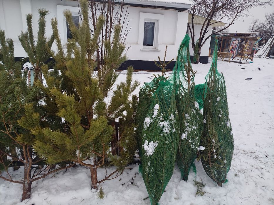 Ёлки Распродажа Подставка для елей 5000