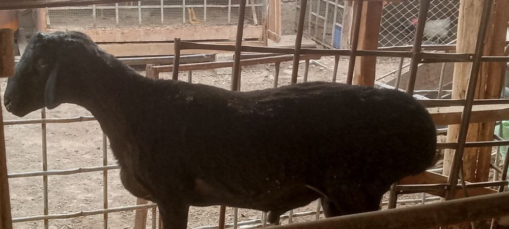 Qo'chqorla sotiladi 2 tasi 9 mln