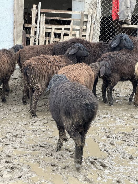 Токтылар Бараны Овцы