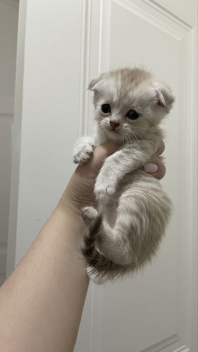 Котята шотландские парода