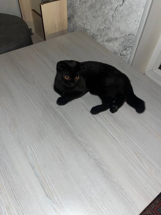 продаю кошку вислоухий