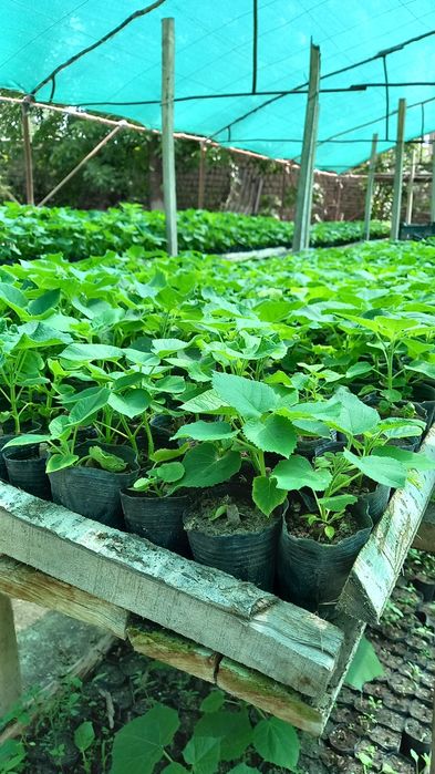 Павлония дунёда энг тез усувчи дарахт