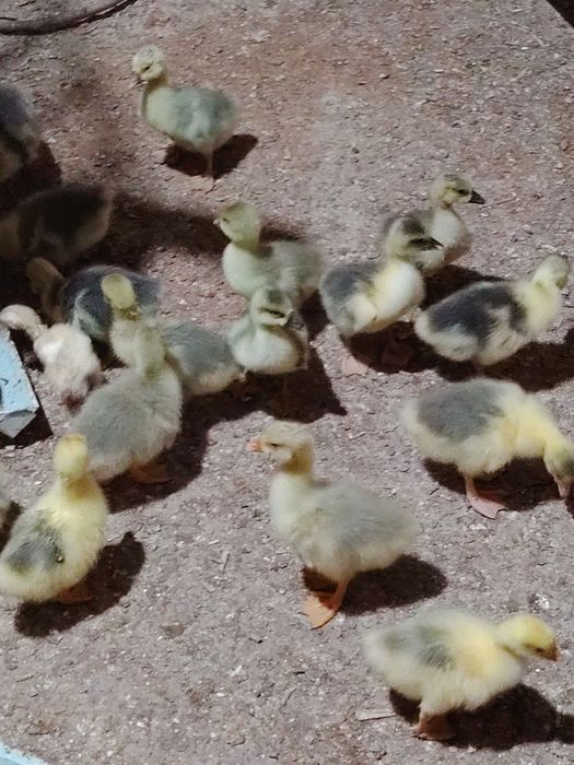 Gʻoz jòjalar sotiladi