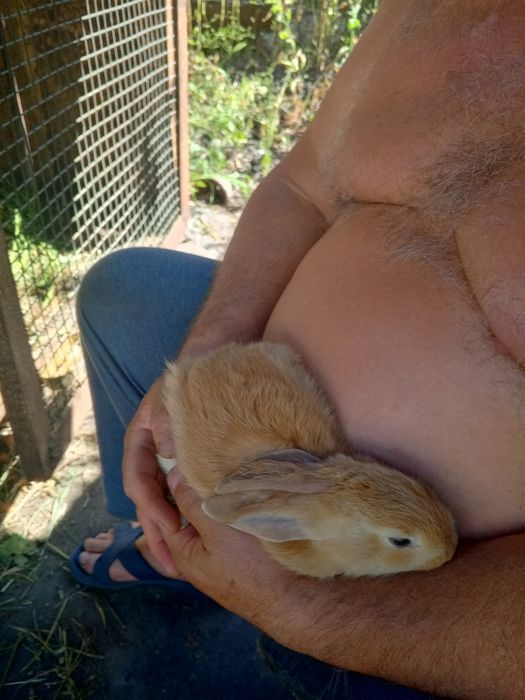 Продам месячных крольчат